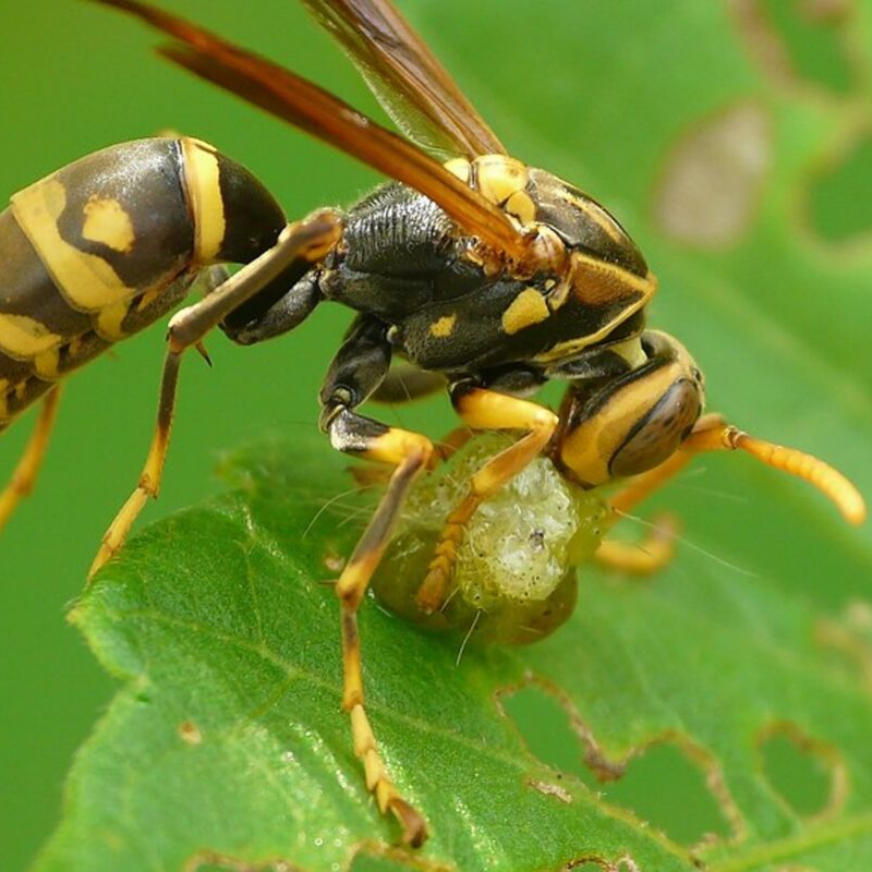What happens to wasps in the winter deals